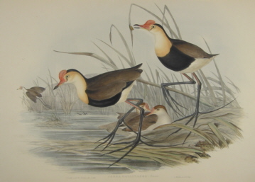 John Gould Birds of Australia